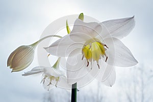 Amazon lily, Eucharis lily, Eucharis grandiflora, beautiful white flower