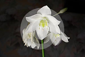Amazon lily, Eucharis lily, Eucharis grandiflora, beautiful white flower