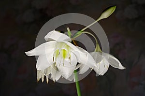 Amazon lily, Eucharis lily, Eucharis grandiflora, beautiful white flower