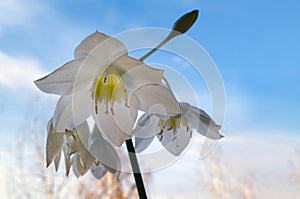 Amazon lily, Eucharis lily, Eucharis grandiflora, beautiful white flower