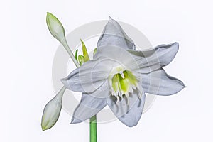 Amazon lily flower on white background Eucharis grandiflora