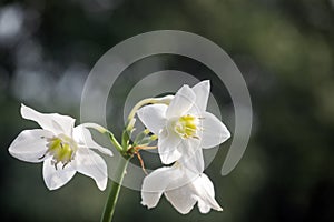 Amazon Lily ; White Eucharis Grandiflora Flowers