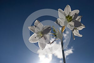 Amazon Lily ; White Eucharis Grandiflora Flowers