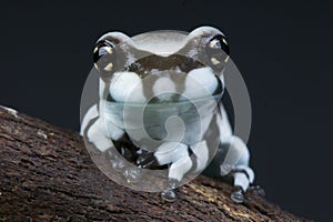 Amazon milk frog