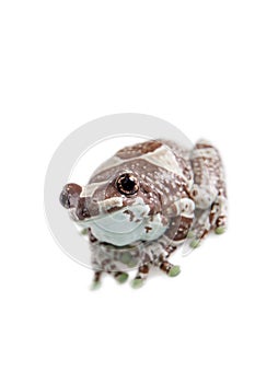 Amazon Milk Frog isolated on white