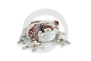 Amazon Milk Frog isolated on white