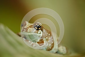 Amazon milk frog on leaf