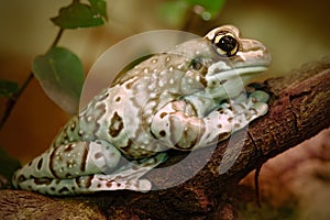 Amazon Milk Frog, Phrynohyas resinifictrix, in the nature habitat, sitting on the tree branch, Amazonia, Brazil