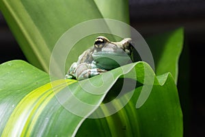 Amazon Milk Frog, Trachycephalus resinifictrix