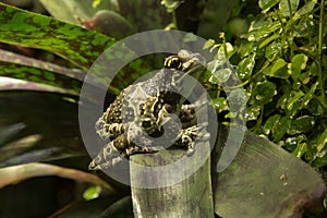 Amazon milk frog Trachycephalus resinifictrix.