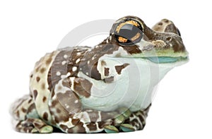 Amazon Milk Frog, Trachycephalus resinifictrix