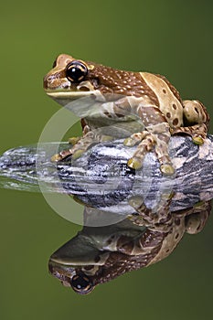 Amazon Milk Frog (Trachycephalus Resinifictrix)