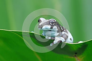 The Amazon milk frog (Trachycephalus resinifictrix) closeup on green leaves