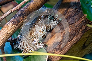 Amazon milk frog trachycephalus resinifiictrix