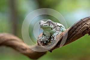 Amazon milk frog at tree branch
