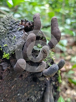 Amazon mushrooms, located in the national forest of the Tapajos, within the Amazon.