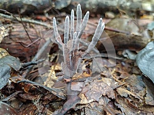 Amazon mushrooms, located in the national forest of the Tapajos, within the Amazon.