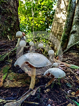 Amazon mushrooms, located in the national forest of the Tapajos, within the Amazon.