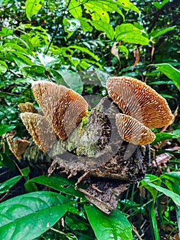 Amazon mushrooms, located in the national forest of the Tapajos, within the Amazon.