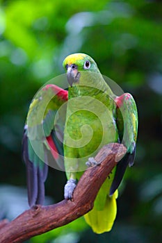 A Amazon ochrocephala is standing on trunk in the zoo