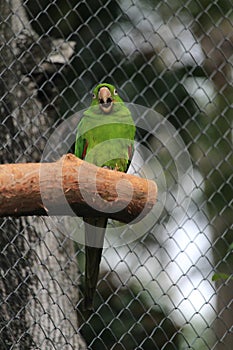 Amazon Parakeet calling others photo
