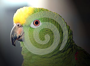 Amazon Parrot