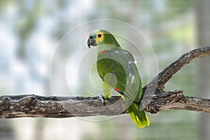 Amazon Parrot photo