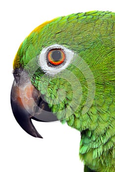 Amazon Parrot