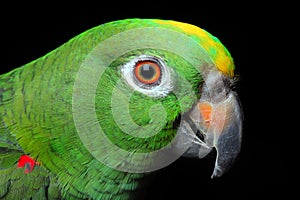 Amazon Parrot