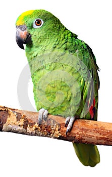 Amazon Parrot