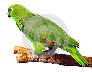 Amazon Parrot