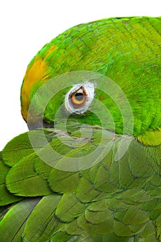 Amazon Parrot