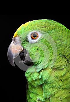 Amazon Parrot