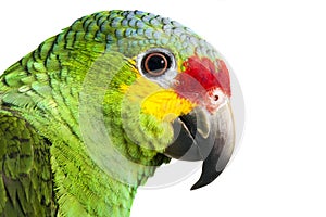 Amazon Parrot