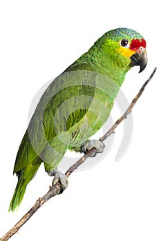 Amazon Parrot