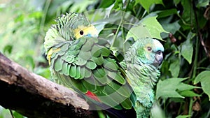 Amazon Parrot Amazona aestiva xanthopteryx