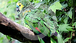 Amazon Parrot Amazona aestiva xanthopteryx