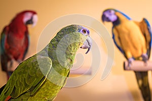 Amazon parrot bird looking back at macaws in background