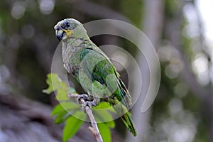Amazon parrot
