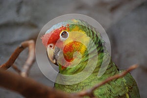 Amazon Parrot on a Perch