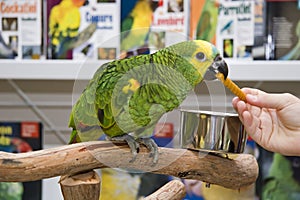 Amazon Parrot in a Petstore