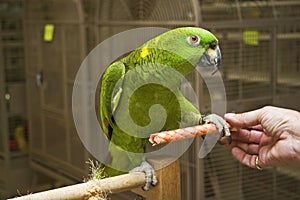 Amazon Parrot Stepping Up