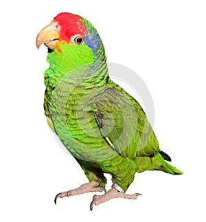 Amazon Parrot on a white background