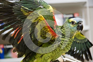 Amazon Parrot Wings Out