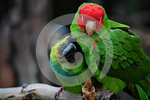 Amazon Parrots Cuddling