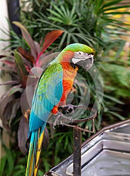 Amazon parrots were perched on the iron.