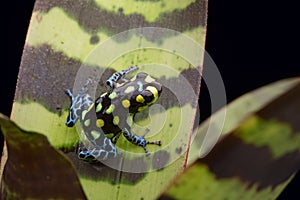 Amazon poison arrow frog rainforest peru