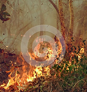 Amazon rain forest fire disaster is burning