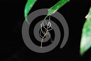 Amazon rain forest stick bug