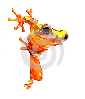 Amazon rain forest tree frog on white